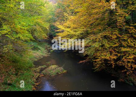 Kamenice Fluss umgeben von bunten Wald im Herbst, Nationalpark Böhmische Schweiz, Hrensko, Decin Bezirk, Usti nad Labem Region, Tschechische Republik Stockfoto