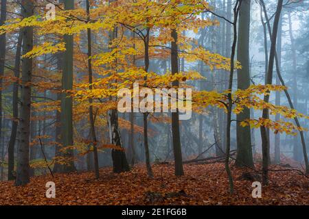 Gelbe Buche in einem mit Nebel bedeckten Wald im Herbst, Hruba Skala, Böhmisches Paradies, Bezirk Semily, Region Liberec, Böhmisch, Tschechische Republik Stockfoto