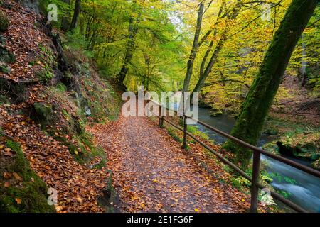 Wanderweg entlang Kamenice Fluss umgeben von bunten Wald im Herbst, Nationalpark Böhmische Schweiz, Hrensko, Decin Bezirk, Usti nad Labem Region, Tschechische Republik Stockfoto