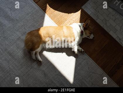 Von oben nach unten Blick auf Corgi Hund lag in Patch Sonne auf dem Boden drinnen Stockfoto