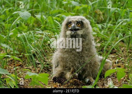 Eurasische Adlereule (Bubo bubo), Jungvogel auf Waldboden sitzend, Brandenburg, Deutschland Stockfoto