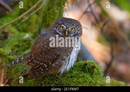 Eurasische Zwergeule (Glaucidium passerinum) auf moosigen Zweig, Hessen, Deutschland Stockfoto