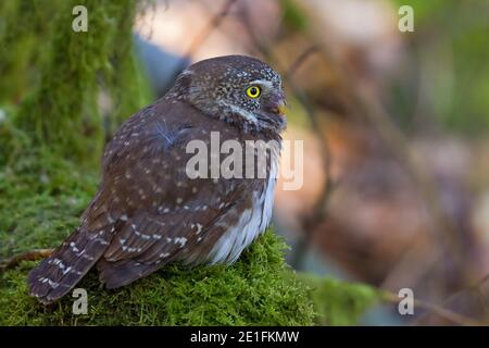 Eurasische Zwergeule (Glaucidium passerinum) auf moosigen Zweig, Hessen, Deutschland Stockfoto