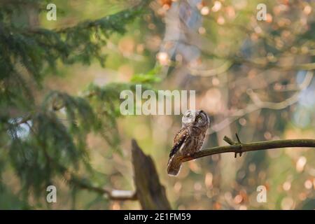 Tengmalm-Eule (Aegolius funereus) thront auf Ast im Wald, Hessen, Deutschland Stockfoto