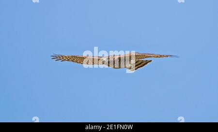 Eurasischer Sparrowhawk (Accipiter nisus) Erwachsener, der am blauen Himmel fliegt, Hessen, Deutschland Stockfoto