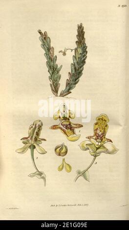 Lockhartia imbricata (= L. elegans) - Curtis v. 54 (N.S. 1) (1827) pl 2715. Stockfoto