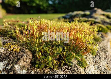 Aus einem kleinen Mooswald wächst neues und winziges Leben Im Januar Stockfoto