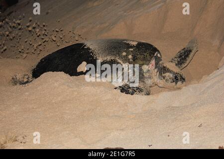 Eine grüne Meeresschildkröte, die im Ningaloo Reef, Westaustralien, ein Nest gräbt, um ihre Eier zu legen. Stockfoto