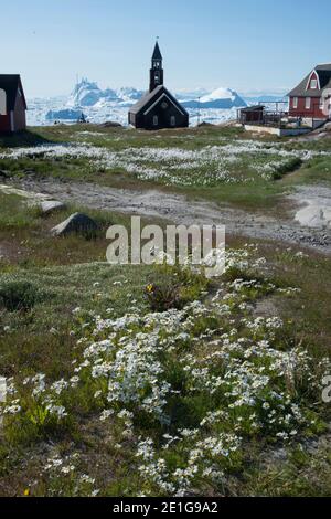 Baumwollgras und die Kirche, Ilulissat, Westgrönland Stockfoto