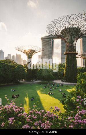 Sonnenuntergang bei den Supertrees at Gardens by the Bay, Singapur, mit Marina Bay Sands im Hintergrund. Stockfoto
