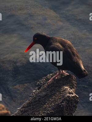 Seevögelfischen Stockfoto