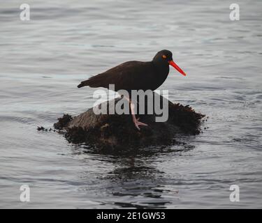 Schwarze Austernfischer Stockfoto