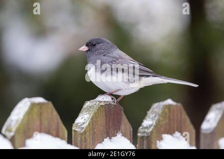 Schieferfarbener, dunkeläugiger junco in Iowa im Winter Stockfoto