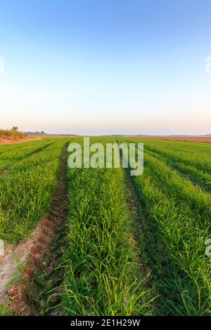 Trails aus den Rädern eines Traktors in der Mitte eines grünen Feld wachsenden Weizen gebildet, Israel Stockfoto