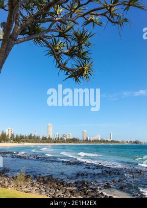 Surfers Paradise eingerahmt durch einen pandanas-Baum von Burleigh Heads an der Küste von Queensland. Diese Gegend ist ein sehr beliebtes Touristenziel für seine p Stockfoto
