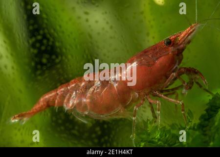 Eine Nahaufnahme einer Rotkirschgarnele (Neocaridina davidi), eine Art, die häufig in Süßwasseraquarien gehalten wird. Stockfoto