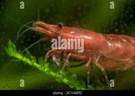 Eine Nahaufnahme einer Rotkirschgarnele (Neocaridina davidi), eine Art, die häufig in Süßwasseraquarien gehalten wird. Stockfoto