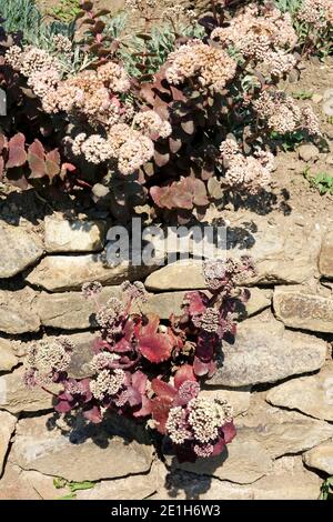 Hylotelephium telephium 'hab Gray' Ruprechtii Sedum Garten Trockenbaupflanzen Stockfoto