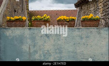 Stiefmütterchen in Blumenkästen auf einer blauen Steinwand, Burgund, Frankreich Stockfoto