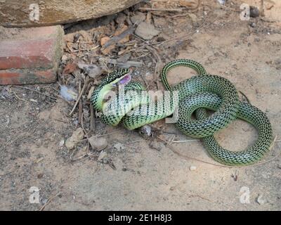 Golden Tree Snake (Chrysopelea ornata) beißen und wickeln um einen gemeinsamen Baumfrosch zu essen, Jagd von Reptil Stockfoto