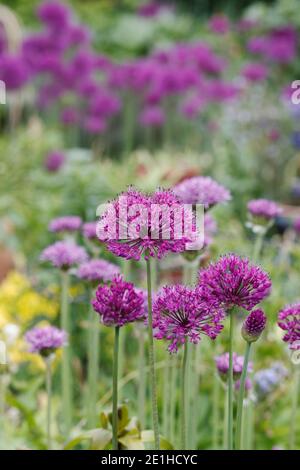 Allium 'Purple Sensation' in einem Bauerngarten. Stockfoto