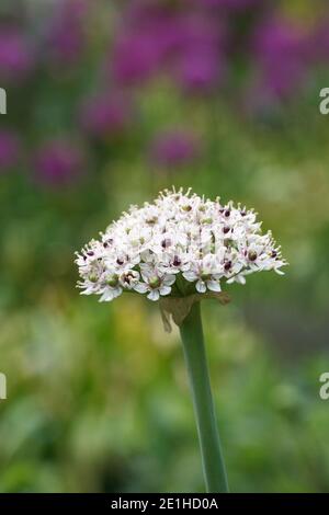 Allium 'Silberquelle' in einem Hüttengarten. Allium Blumen. Stockfoto