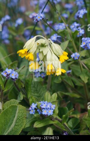 Primula Veris. Schlüsselblume unter Vergissmeinnicht. Stockfoto