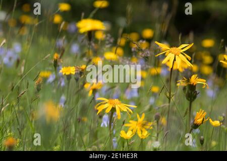 Arnika, echte Arnika, Bergwohlverleih, Berg-Wohlverleih, Arnica montana, Arnika, Leopardenbane, Wolfsbane, Bergtabak, Bergarnica, L’Arn Stockfoto