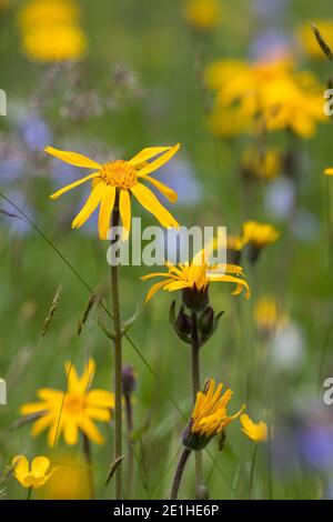 Arnika, echte Arnika, Bergwohlverleih, Berg-Wohlverleih, Arnica montana, Arnika, Leopardenbane, Wolfsbane, Bergtabak, Bergarnica, L’Arn Stockfoto