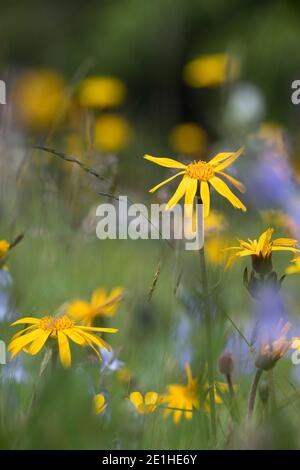 Arnika, echte Arnika, Bergwohlverleih, Berg-Wohlverleih, Arnica montana, Arnika, Leopardenbane, Wolfsbane, Bergtabak, Bergarnica, L’Arn Stockfoto