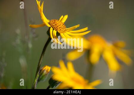 Arnika, echte Arnika, Bergwohlverleih, Berg-Wohlverleih, Arnica montana, Arnika, Leopardenbane, Wolfsbane, Bergtabak, Bergarnica, L’Arn Stockfoto