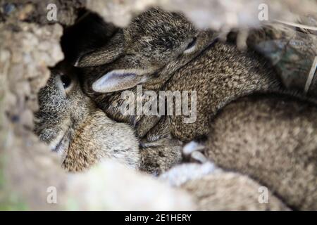 Wildkaninchen im Boden nisten in Kent Stockfoto