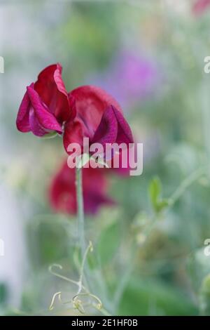 Süße Erbsenblüte ‘M„Atucana“ Stockfoto