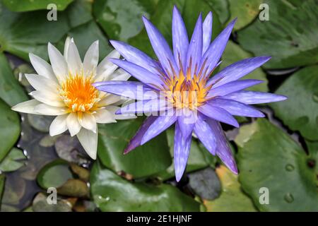 Lila und cremig weiße Lilien blühen wunderschön im Teich. Stockfoto