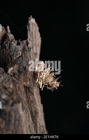 Bagworm Motte Raupe, Psyche casta, Pune, Maharashtra, Indien Stockfoto