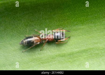 Dorsal der weiblichen Ameisenspinne, Myrmarachne formicaria, Pune, Maharashtra, Indien Stockfoto