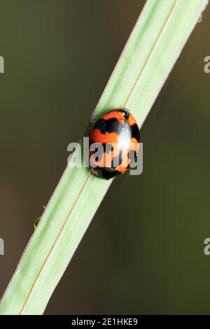 Ladybug, coccinella transversalis, Pune, Maharashtra, Indien Stockfoto