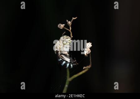 Seitlich von blau gebänderter Biene, Amegilla cingulata, Pune, Maharashtra, Indien Stockfoto