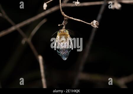 Dorsal der blau gebänderten Biene, Amegilla cingulata, Pune, Maharashtra, Indien Stockfoto
