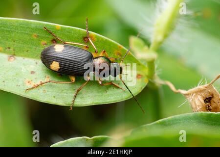 Dorsal des Bodenkäfers, Chlaenius boneili, Satara, Maharashtra, Indien Stockfoto
