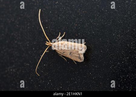 Lange gehörnte Motten, Krokanthen mikradelpha, Satara, Maharashtra, Indien Stockfoto