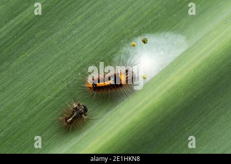 Gelbschwanz, Goldschwanzmotte oder Schwanenmotte Raupe, Euproctis similis, Satara, Maharashtra, Indien Stockfoto