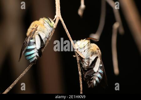 Biene, Amegilla cinguata, Pune, Maharashtra, Indien Stockfoto