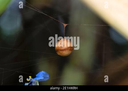 Eggsack von Grass Juwel Spinne, Cyrtarachne ixoides, Satara, Maharashtra, Indien Stockfoto