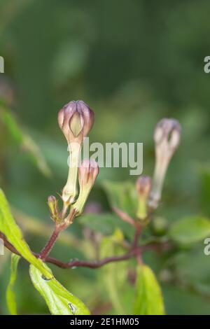 Seltene Blume, Ceropegia media, Satara Maharashtra, Indien Stockfoto