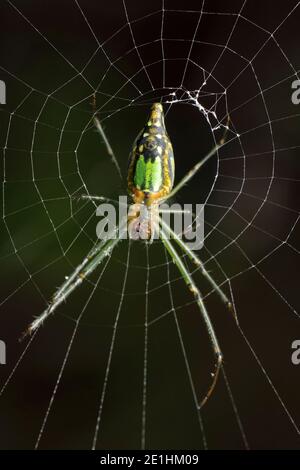 Ventrale Seite von Ornamental Garten Orb Weaver, Lecauge decorata, Pune, Maharashtra, Indien Stockfoto