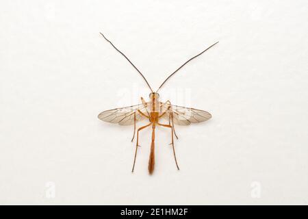 Dorsal der kurzschwanzigen Ichneumonwespe, Ophion luteus, Satara, Maharashtra, Indien Stockfoto