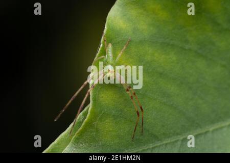 Grün laufende Krabbenspinne, Loxobates ephippiatus Thorell, 1877, thomicidae, Satara, Maharashtra, Indien Stockfoto