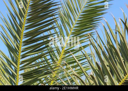 Palmblätter auf einem Hintergrund des blauen Himmels Stockfoto