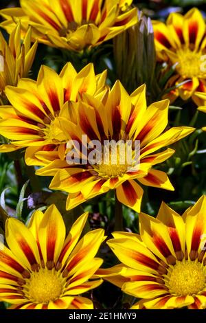 Gazania Tiger Stripes Blumen sind Gänseblümchen in Rottönen Und gelbe Streifen Stockfoto